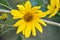 Woodland Sunflower with Honeybee Collecting Nectar