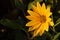 Woodland Sunflower at Sunset