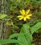 Woodland Sunflower â€“ Helianthus divaricatus