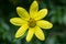 Woodland Sunflower â€“ Helianthus divaricatus