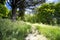 Woodland in sunny summer day,view of the clearing and the sky with clouds