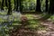 A woodland track Meanders through the Bluebell woods