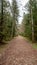 Woodland Trail: Embracing Nature\\\'s Path on the Dirt Road into the Woods