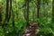 Woodland trail on a sunny spring day, deciduous forest in Bellevue, WA