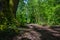 Woodland trail on a sunny spring day, deciduous forest in Bellevue, WA