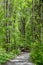 Woodland trail on a sunny spring day, deciduous forest in Bellevue, WA