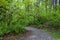 Woodland trail on a sunny spring day, deciduous forest in Bellevue, WA