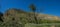 Woodland Tree in California Meadow