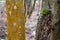 Woodland Tree Trunks, Orange Moss, Lichen and Textured Bark