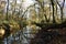 Woodland Trees Arching Over Stream