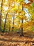 Woodland Trees in Autumn