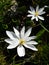 Woodland: two bloodroot flowers