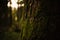 Woodland Velvet: Moss on the Trunk
