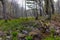 Woodland view at the Ice Age Trail in Polk County, WI during spring