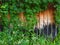 Woodland vine covering weathered wood building