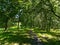 Woodland walk through Silver Birch trees on a sunlit path