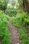 Woodland walk, Whiteford, Gower Peninsula, Wales, UK