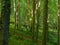 The woodland walks in the Atmospheric woods of Dunnottar on a Summers evening