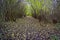 Woodland walkway lays hidden beneath fallen leaves