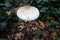 Woodland Wild Mushroom In Autumn