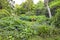 Woodland wild summer garden with lush vegetation