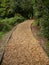 Woodland woodchip path