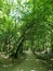 Woodlands footpath under canopy of trees