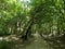 Woodlands footpath under canopy of trees