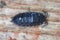 Woodlice (Porcellio scaber).