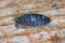 Woodlice (Porcellio scaber).