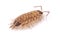 Woodlice Porcellio scaber isolated