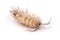 Woodlice Porcellio scaber isolated