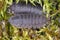 Woodlice (Porcellio scaber). Terrestrial crustaceans in the familiy Porcellionidae on the moss