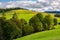 Woodlot on a grassy hillside