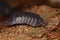 Woodlouse Armadillidium depressum