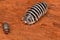 Woodlouse Armadillidium maculatum