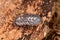 Woodlouse Armadillidium nasatum