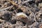 Woodlouse in close-up.