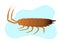 Woodlouse Insect Vector