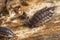 Woodlouse isopod pillbug detailed closeup on wooden surface