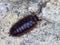 Woodlouse Pill Bug