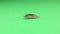 Woodlouse, pill bug on green background. Woodlice, slater. Insects isolated