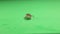 Woodlouse, pill bug on green background. woodlice, slater. Insects isolated