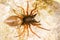 Woodlouse Spider, Woodlouse Hunter, Spider, Dysdera crocata