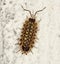 Woodlouse on wall