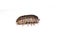 Woodlouse Wood Louse crustacean On White Background