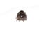 Woodlouse Wood Louse crustacean On White Background