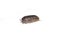 Woodlouse Wood Louse crustacean On White Background