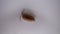 Woodlouse / wood louse / slater on on white background | insect - close up . animal . wildlife . wild nature . bug