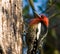 Woodpecker